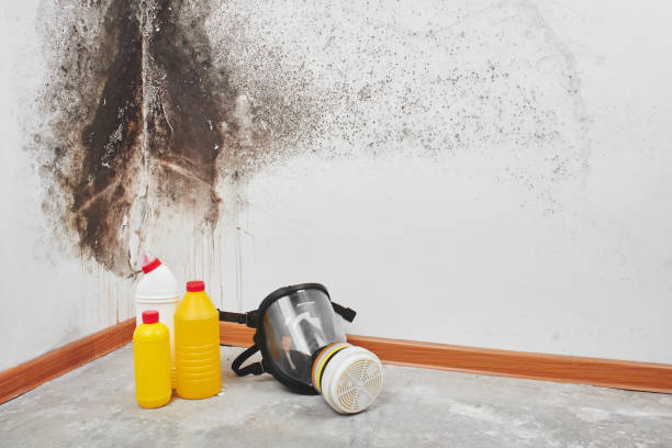 Professional Mold Removal in Awendaw, SC