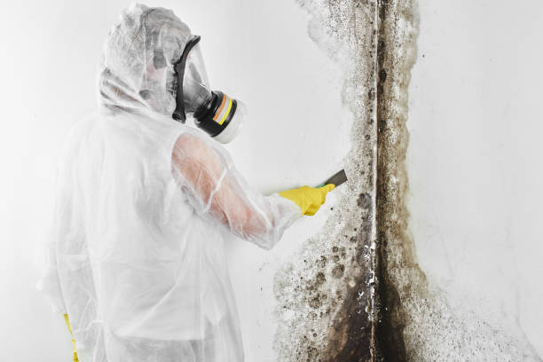 Mold Removal Process in Awendaw, SC