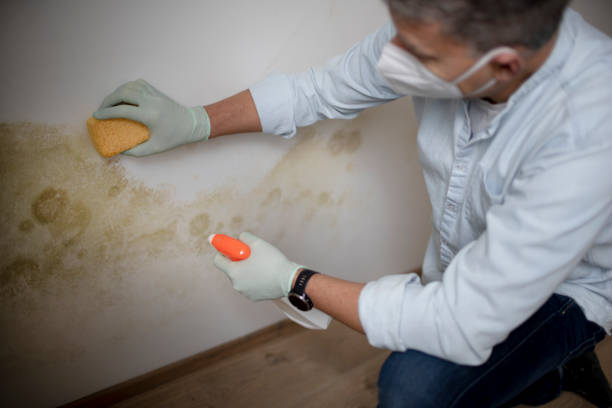 Best Mold Testing  in Awendaw, SC