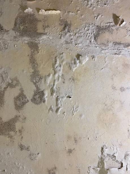Best Mold Removal and Inspection  in Awendaw, SC