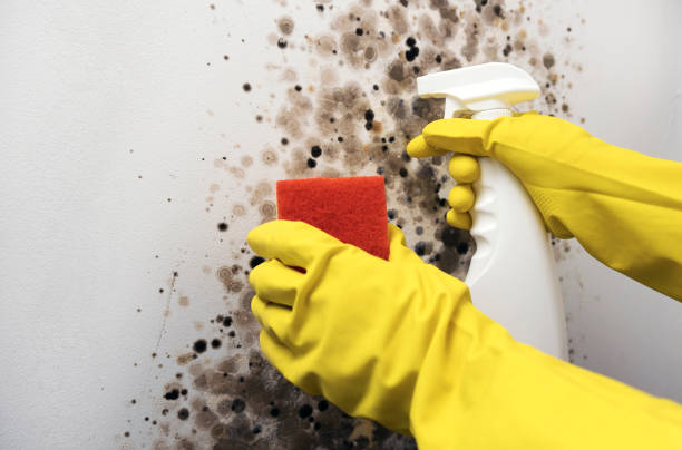 Best Toxic Mold Removal  in Awendaw, SC